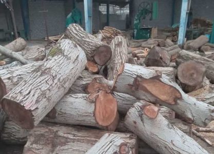 کشف ۱۳ تن چوب تاغ قاچاق در استان سمنان/۱۱ متخلف دستگیر شدند - خبرگزاری مهر | اخبار ایران و جهان