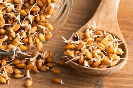 جوانه گندم برای چاقی خوبه