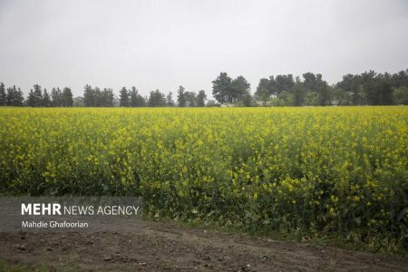 مبارزه علیه سن مادر در ۳۶ هزار هکتار از اراضی کبودراهنگ - خبرگزاری مهر | اخبار ایران و جهان