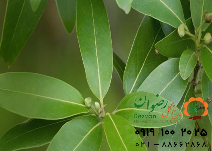 آشنایی با گیاهان آپارتمانی مقاوم به گرما