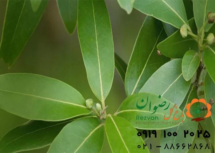 آشنایی با گیاهان آپارتمانی مقاوم به گرما
